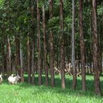 Cenário Econômico: Instabilidade Política e Dólar Alto Elevam Custos e Pedem Cautela no Campo