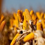 Condenado por roubo em Tapurah é preso pela Polícia Civil no Paraná