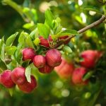 Pesquisadores apontam soluções sustentáveis e nanotecnológicas para combater nematoides da soja