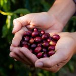 Demanda por milho recua e preços caem em Mato Grosso, aponta Imea