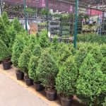 Após sequência de altas, preços do café arábica recuam com realização de lucros nas bolsas internacionais