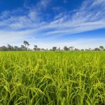 Polícia Civil prende foragido acusado de duplo homicídio no Pará