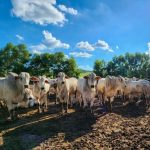 Embrapa usa inteligência artificial para monitorar reprodução e bem-estar do pirarucu