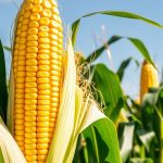 Vendas de diesel e gasolina crescem em outubro, enquanto etanol recua, aponta ANP