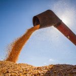 Brasil e Uruguai firmam parceria para impulsionar olivicultura e olivoturismo no Bioma Pampa