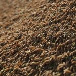 Alta demanda na Índia aquece mercado global de fertilizantes e reforça parcerias estratégicas