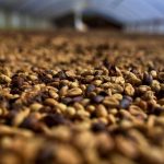 Minas Gerais deve registrar VBP recorde de R$ 168,1 bilhões em 2025, impulsionado pelas lavouras