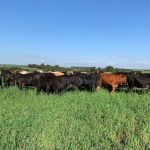 Polícia Militar prende homem acusado de sequestro e tortura da namorada em Várzea Grande