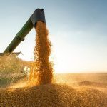 Feijão registra preços variados entre regiões e desânimo no plantio da primeira safra, aponta Cepea