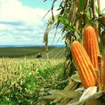 Fazenda Pau Furado se destaca entre as mais sustentáveis do Paraná com certificações e gestão inovadora