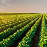 Exportações de carne bovina devem superar R$ 100 bilhões este ano