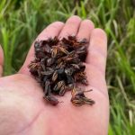 Pecuária 4.0: iBOI lança brinco IoT com tecnologia Qualcomm para monitoramento inteligente de rebanhos