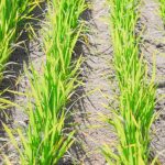 BASF Promove Integração entre Sojicultores e Apicultores para Impulsionar Agricultura Sustentável no RS