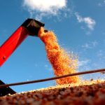 Milho 2025/26: atraso no plantio da soja pode afetar segunda safra, aponta Itaú BBA