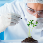 Brasil cresce 38% na produção de vinho em 2025 e se destaca em cenário global