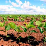 Ciclone extratropical gera alerta vermelho em várias regiões do país