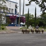 Mercado de defensivos agrícolas cresce em 2025 com mais registros e concorrência acirrada no Brasil