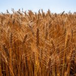 Polícia Civil prende homem com mandado de prisão em aberto e com armas ilegais em casa