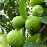 Plantio de melancia avança no RS; áreas sem irrigação podem sofrer perdas