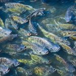 Chuvas favorecem milho e pode adiantar a safra de verão 2025/26