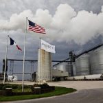 Safra de inverno em Santa Catarina revela queda no trigo e avanço da aveia e cevada com maior rentabilidade