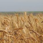 Mercado de frango vivo mantém trajetória de queda no curto prazo, apontam analistas