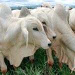 AgRural eleva projeção da safra 2025/26 de soja para 180,4 milhões de toneladas; colheita inicia em regiões pontuais