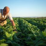 São Martinho encerra safra 2025/26 com moagem de 21,67 milhões de toneladas de cana e resultados dentro das projeções