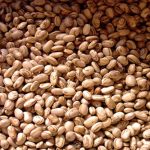 Produtividade da cebola cresce no Brasil com expansão de híbridos adaptados à mecanização