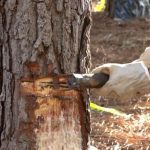 Remate Santa Angélica e Estribillo registra média acima de R$ 20 mil e total liquidez