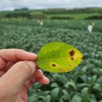 Santa Catarina inaugura colheita do maracujá com participação da Termotécnica e foco em embalagens especiais