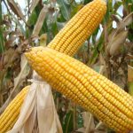 Soja inicia semana com avanço do plantio no Brasil e volatilidade nos preços internacionais