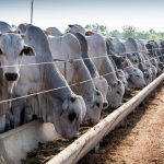 Administração municipal mantém o compromisso de fortalecer cada vez mais o serviço de limpeza urbana e valorizar quem faz a diferença