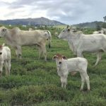 Suinocultura brasileira deve encerrar 2025 com recorde histórico de produção e exportações, aponta Itaú BBA