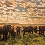 Polícia Civil e Vigilância Sanitária apreendem medicamentos irregulares em clínica de Barra do Garças