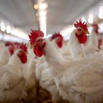 Forseed e LongPing High-Tech destacam híbrido FS560 como aposta para alta produtividade do milho na Safrinha 2026