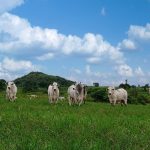 Cachaça Seleta celebra 45 anos com lançamento de edição especial Cinco Madeiras em garrafa de porcelana