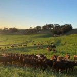 Natal com Castanhas e Nozes Brasileiras: Sabor, Tradição e Sustentabilidade nas Ceias