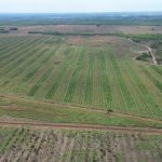 Fibras impulsionam saúde intestinal e produtividade na avicultura: entenda seus benefícios e aplicações