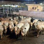 Força Tática celebra sete anos de criação com homenagem para militares e autoridades civis em Cuiabá