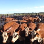 Rituais velhos. Promessas novas