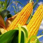 Produção recorde não derruba preços e safra fecha com mercado firme no Brasil