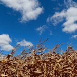 Milho mantém trajetória de alta impulsionado por demanda firme e câmbio valorizado