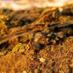 Simpósio “A Carne do Futuro” reunirá mais de 2 mil participantes em Cuiabá e Rondonópolis em 2026