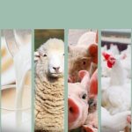 Pecuária de baixo carbono avança no Brasil com manejo eficiente de pastagens e uso de sementes de alto desempenho