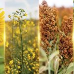 Polícias Civil de MT e RO cumprem ordens judiciais em alvo suspeito de envolvimento em acidente que vitimou delegado e esposa em Comodoro