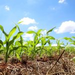 Produção, consumo e exportações de carnes e ovos devem atingir recorde histórico em 2025, aponta ABPA