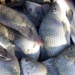 Prefeitura de Colíder recebe Selo Diamante; Rodrigo Benassi destaca compromisso com boa aplicação dos recursos municipais