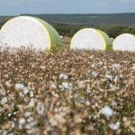 Milho consolida papel estratégico no agronegócio e impulsiona avanço da bioenergia no Brasil