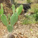 Prazo para relatório de Cancro e Greening em SP termina em 15 de janeiro